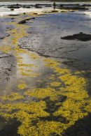 Broulee island